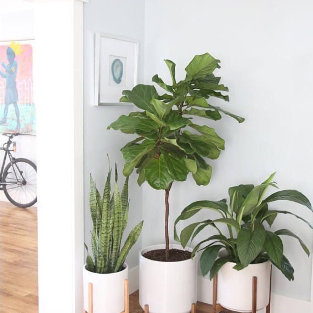 Meet your Posher, Flora